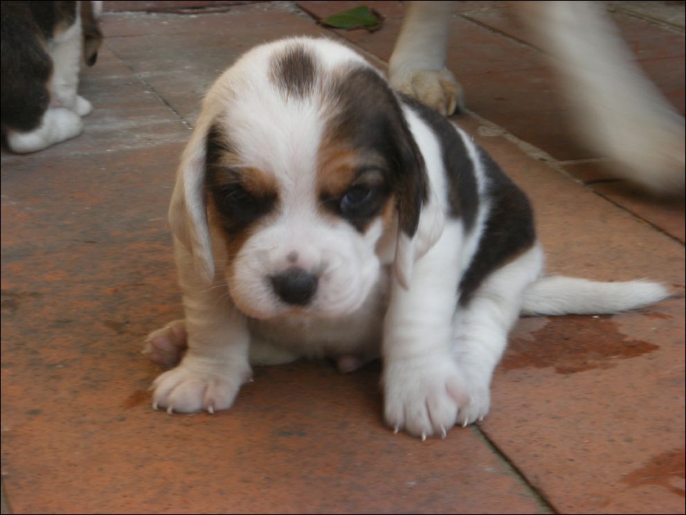 cuccioli amelie-53